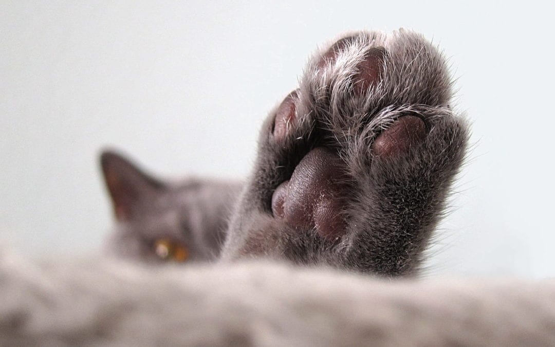Southfork’s Declaw Position