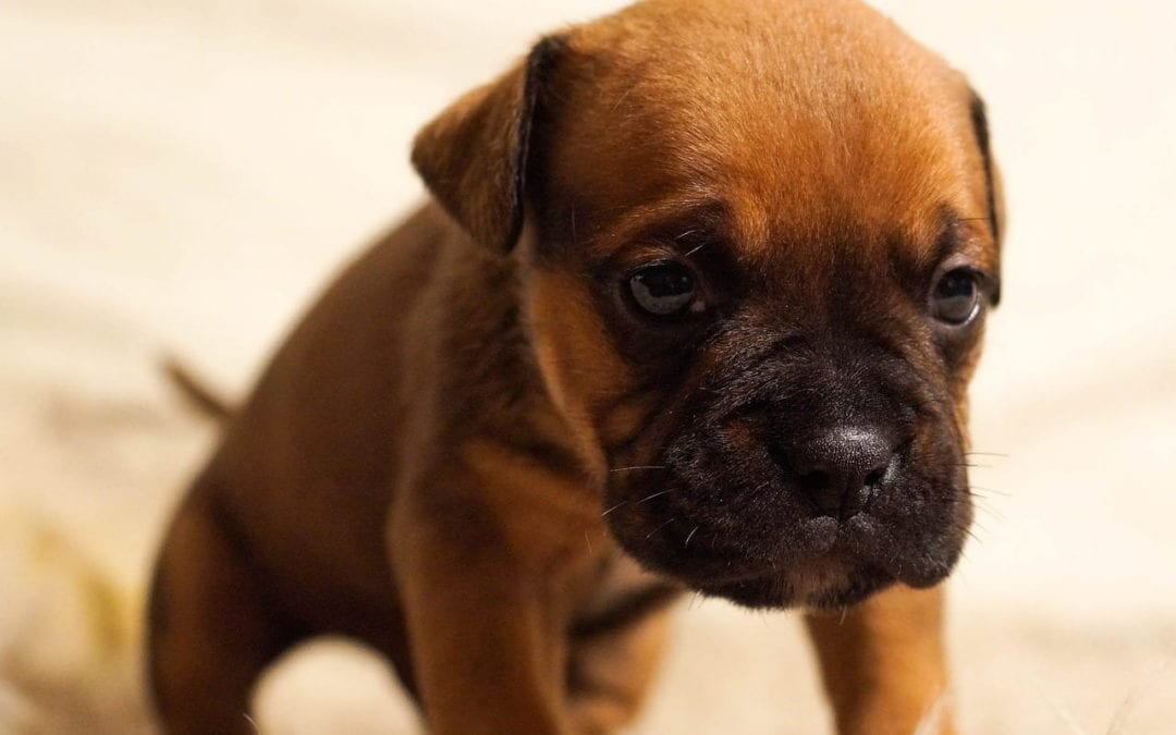 Tips to Reduce Pet Anxiety at the Vet