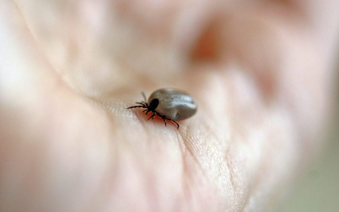 Ticks Are Gross!