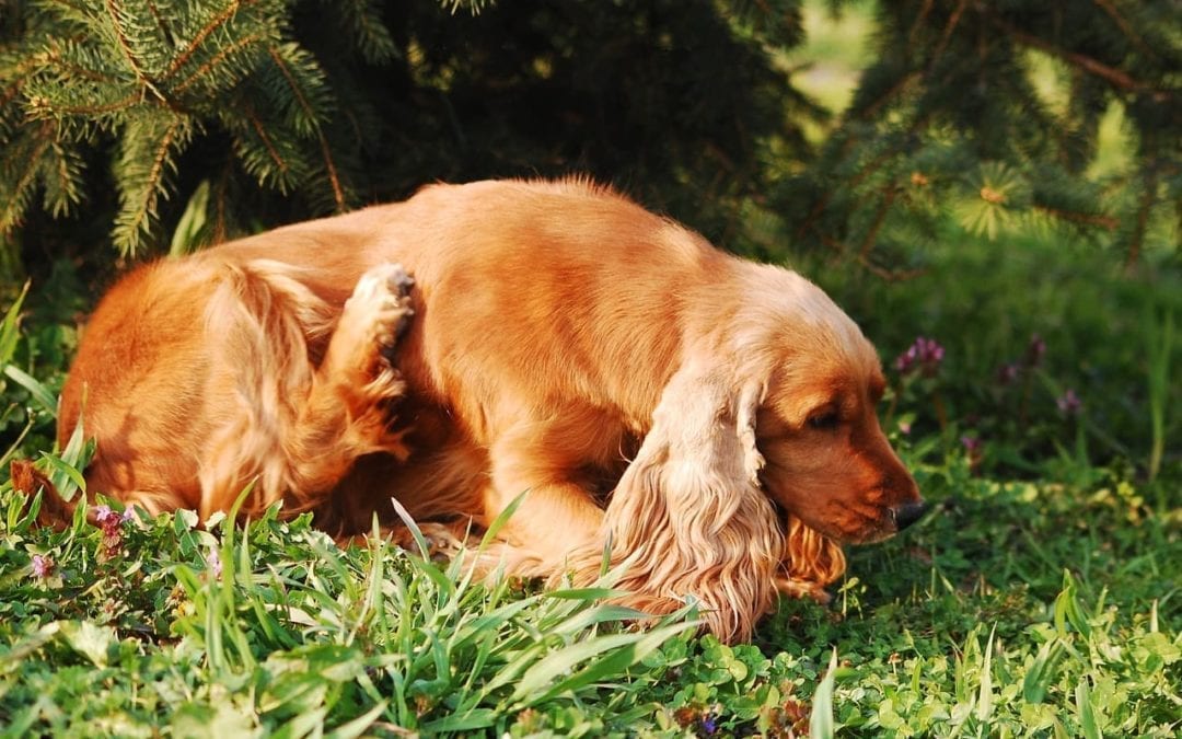 Flea and Tick Pills Can Cause Nerve Reactions