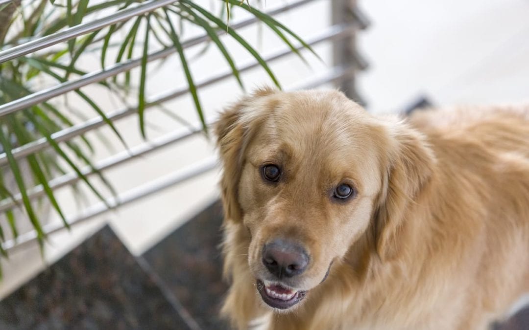 My Dog Ate Xylitol