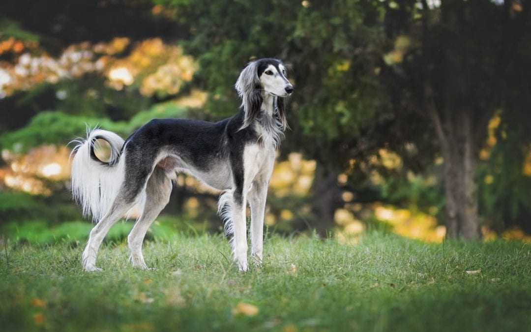 How to Keep Your Pet at a Healthy Weight