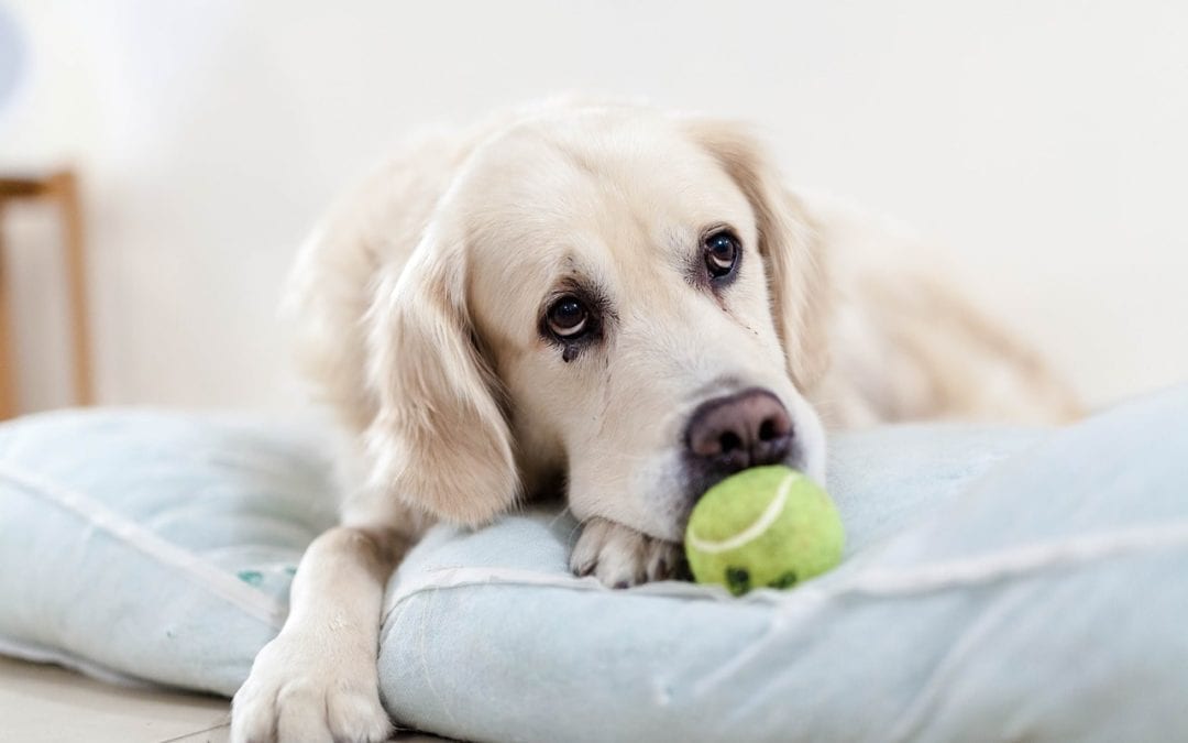 Good to Know: Poisonous for Pets