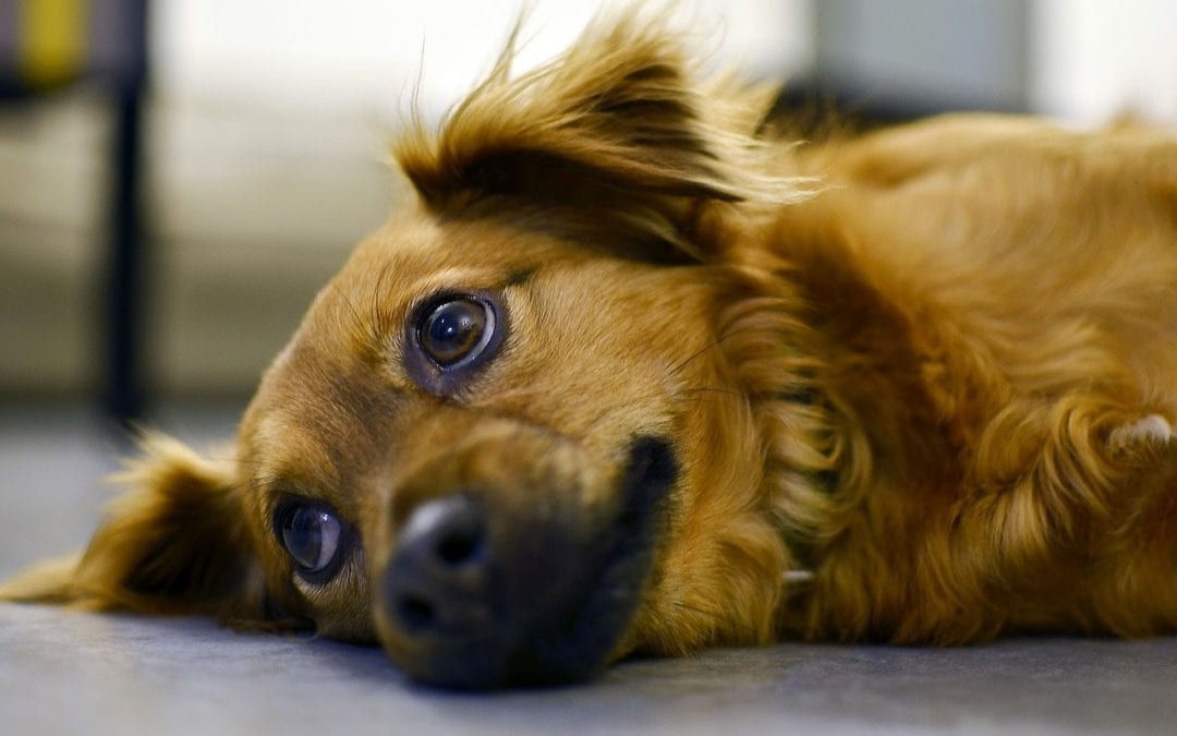 Good to Know: Heartworm Disease