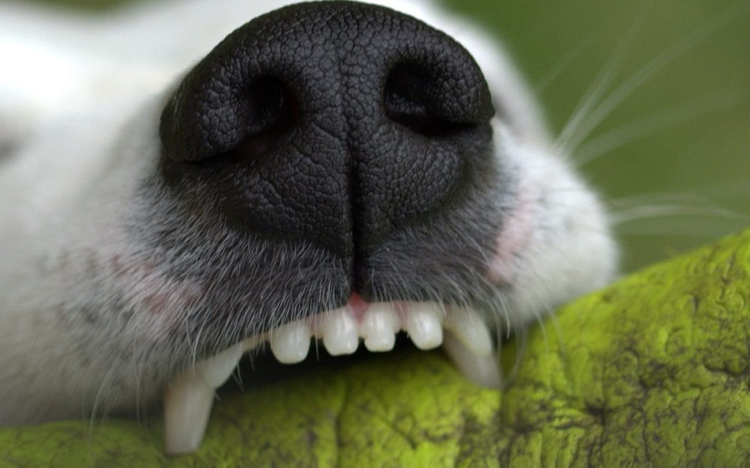 Facts Every Pet Owner Should Know About Fractured Teeth