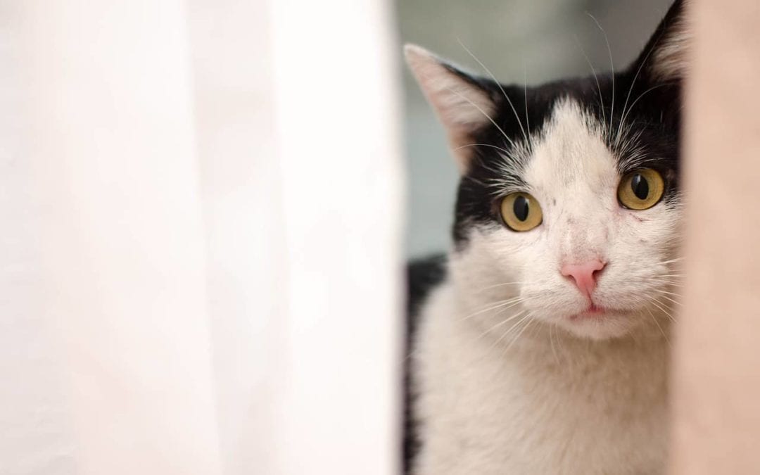 How to Enrich Your Indoor Cat’s Environment
