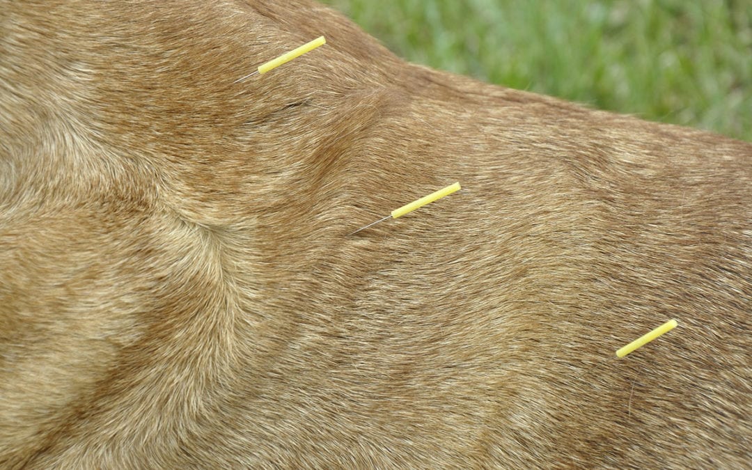 What You Need To Know About Pet Acupuncture