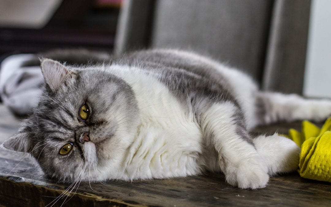 4 Ways to Keep Your Pet at a Healthy Weight