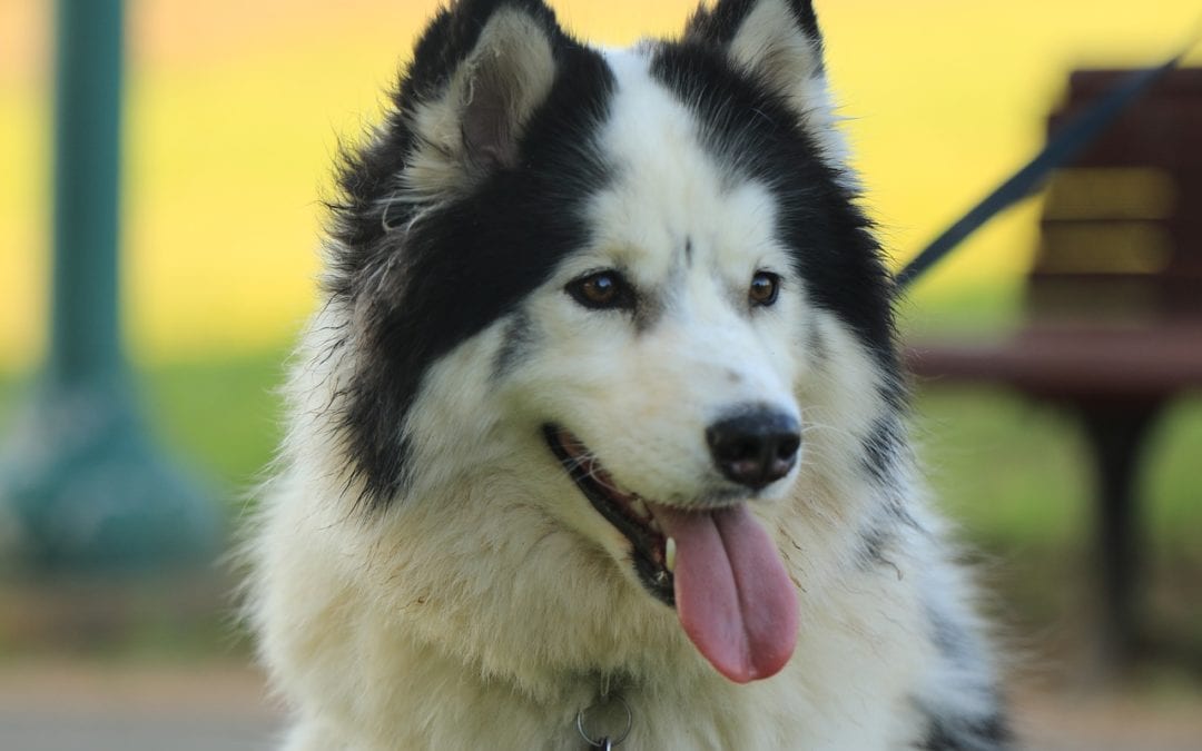 What You Need to Know About Kennel Cough