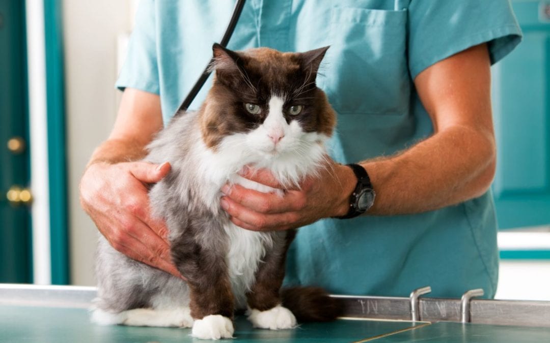3 Ways to De-Stress Your Cat’s Visit to the Vet