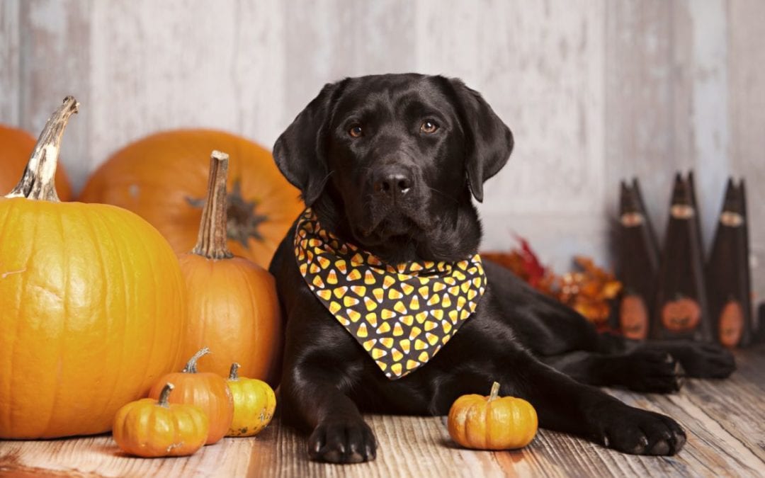 3 Tips to Keep Your Pets Safe and Happy this Halloween