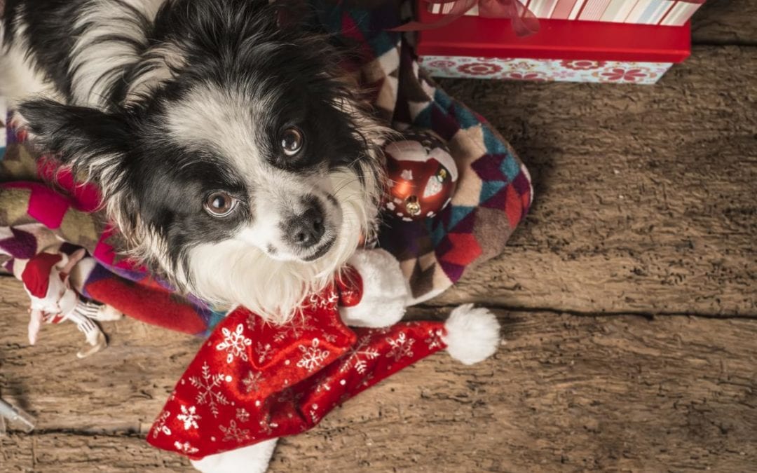 Recognizing Signs of Holiday Stress in Your Dog