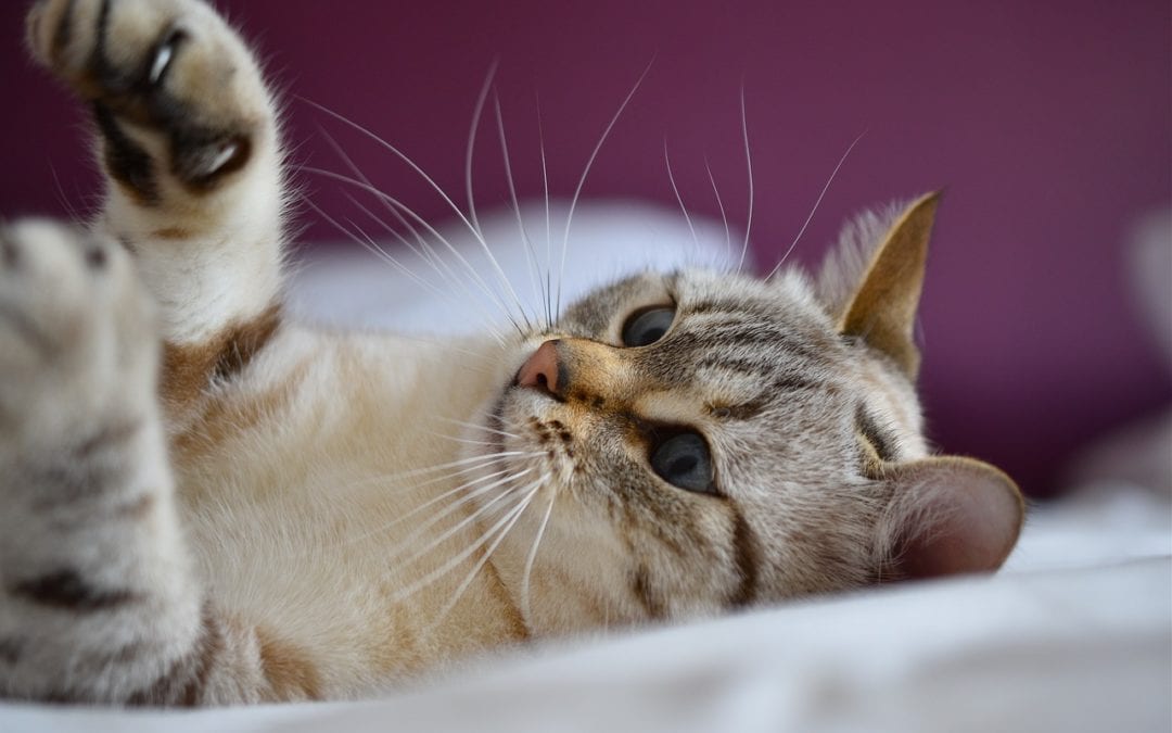 Cats, Exercise, Lounge Space and Brain Teasers