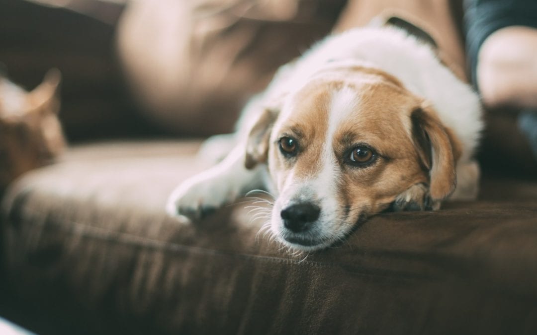Separation Anxiety in Dogs