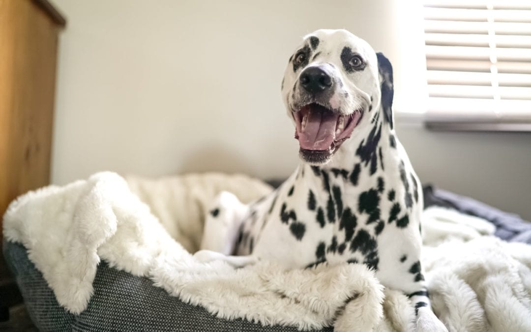 4 Ways to Ease Your Pet’s Stiff Joints in Cold Weather