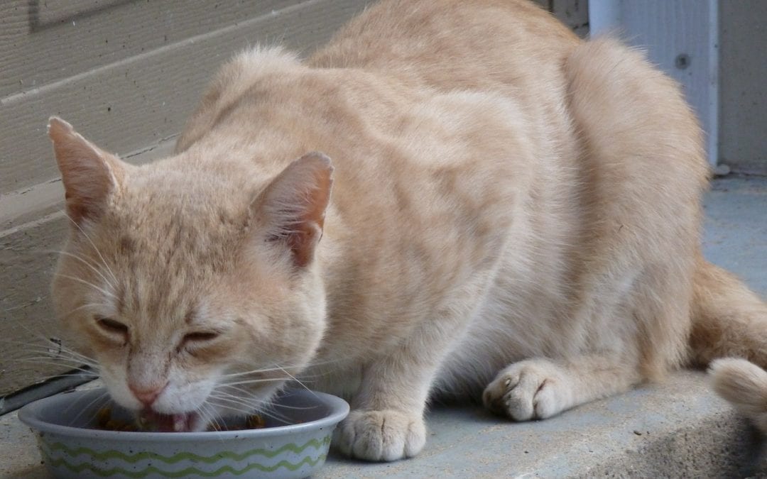 Feeding Your Feline