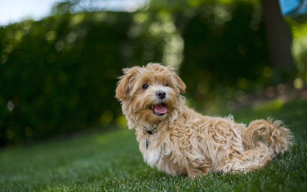 How to Plan a Dog-Friendly Spring Break