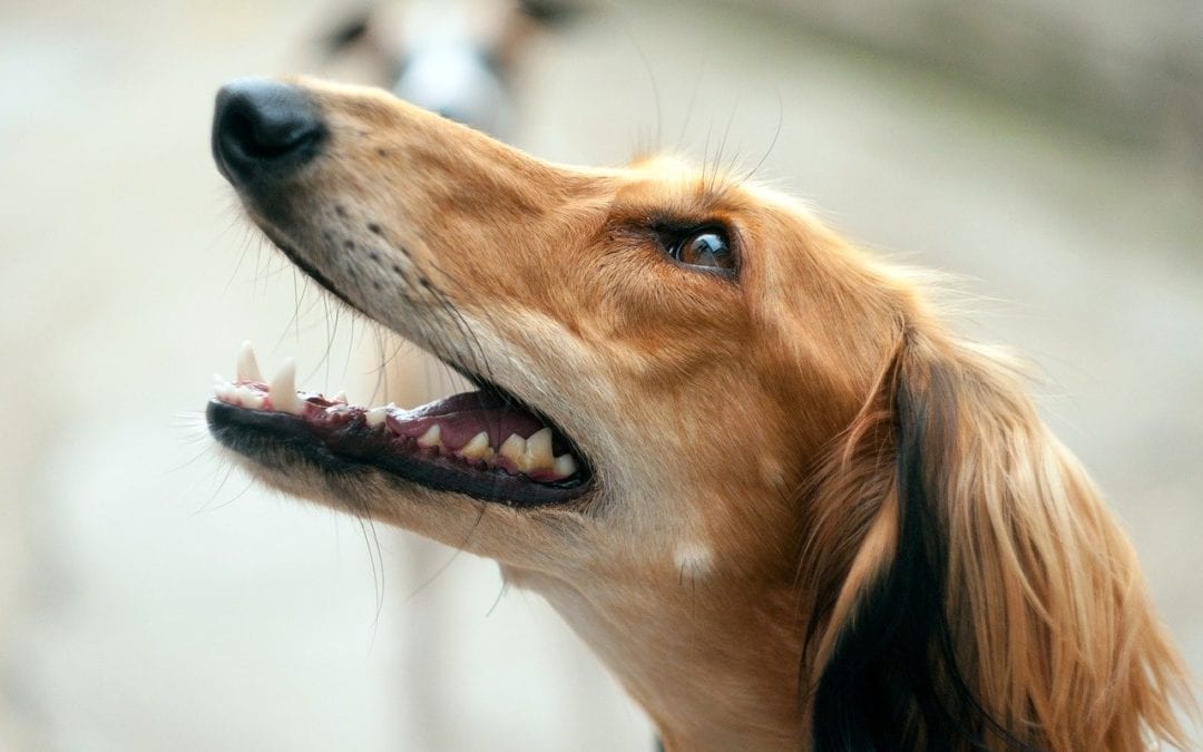 Tips to Keep Your Pet Cool During the Summer