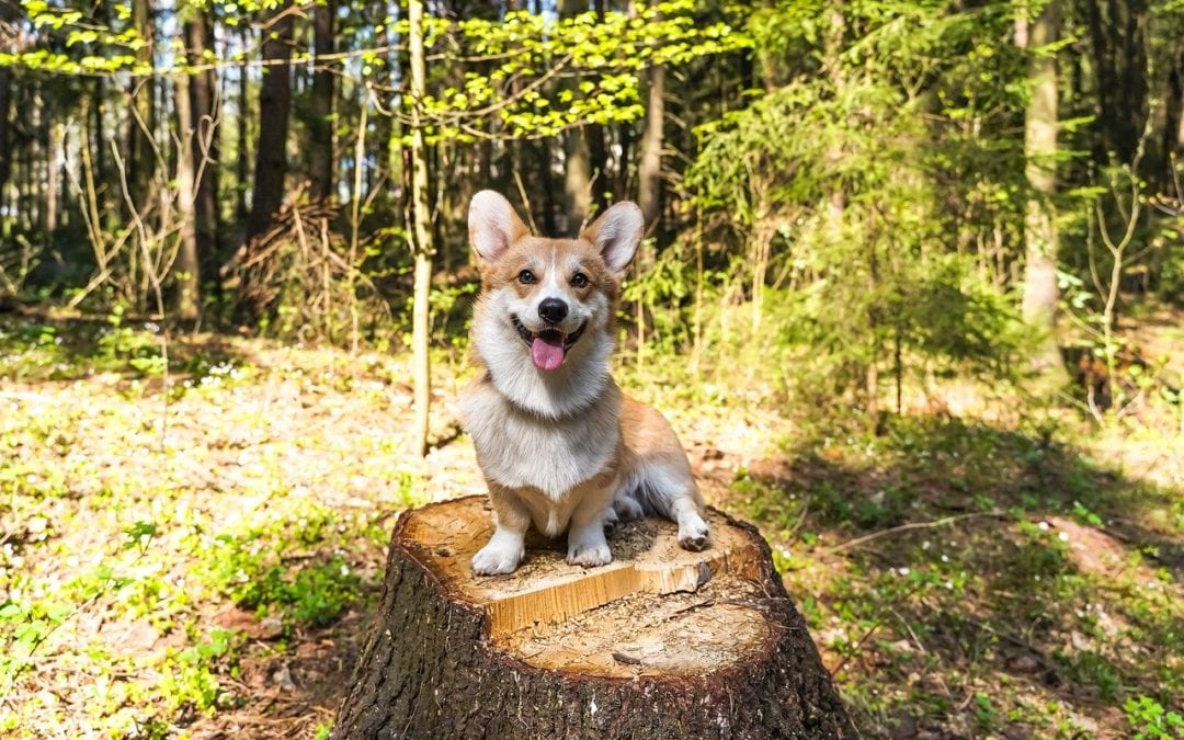 3 Tips for Camping With Your Pet