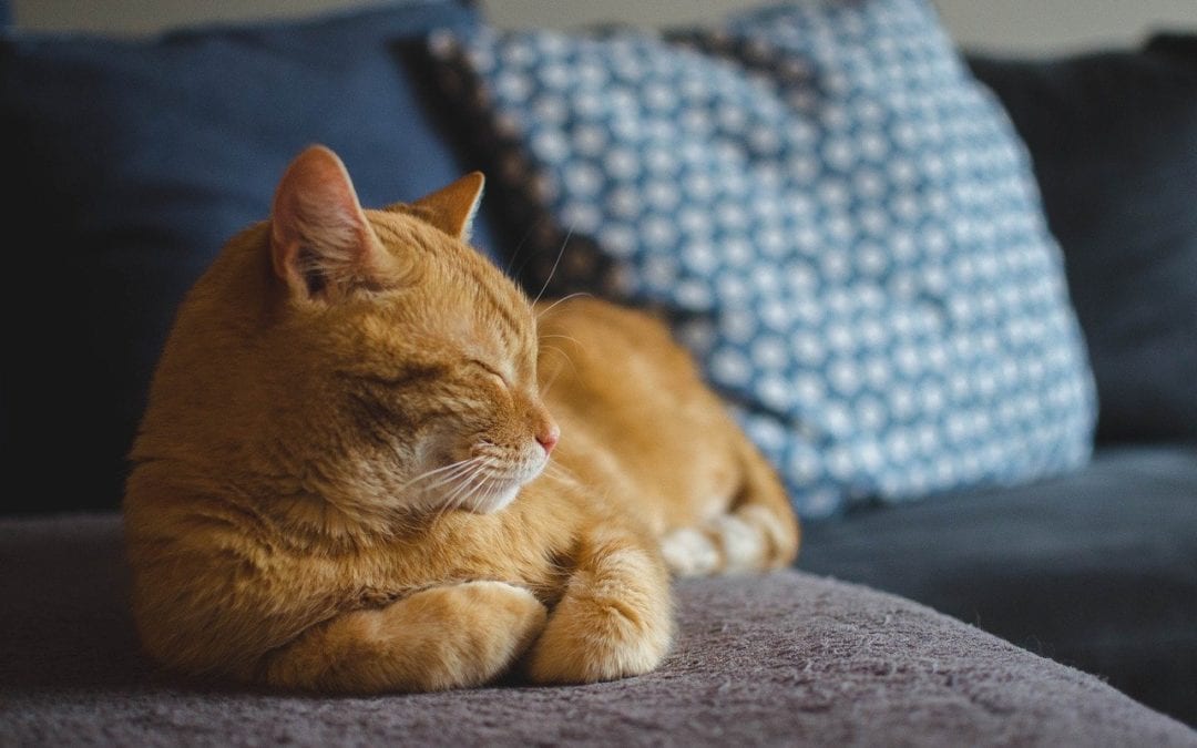 How Your Pet is Monitored During Anesthesia