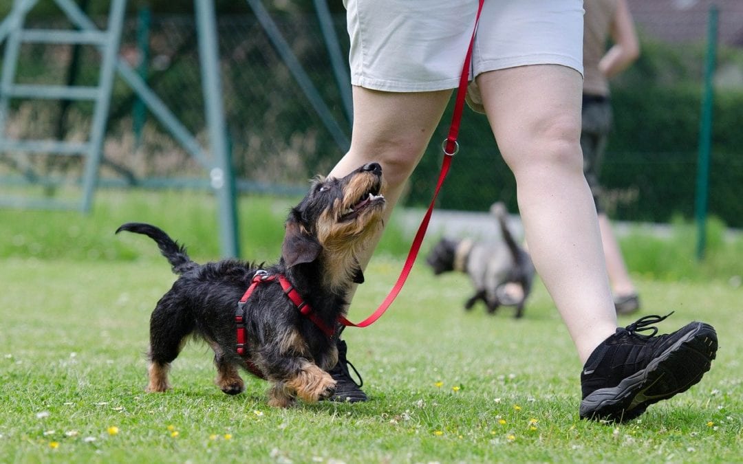 Benefits of Pet Training