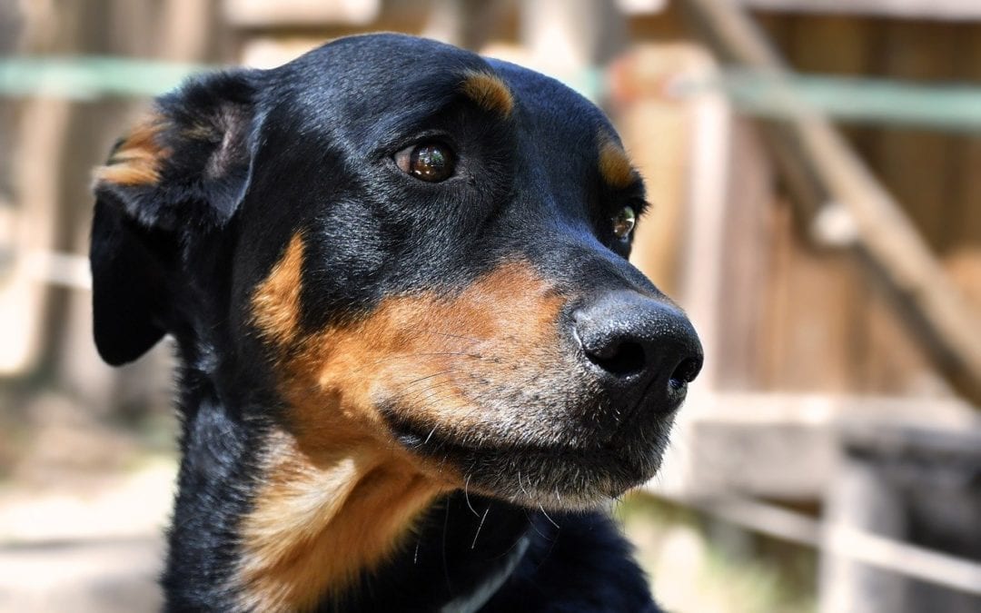 Do You Know How to Spot Pain In Your Pet?