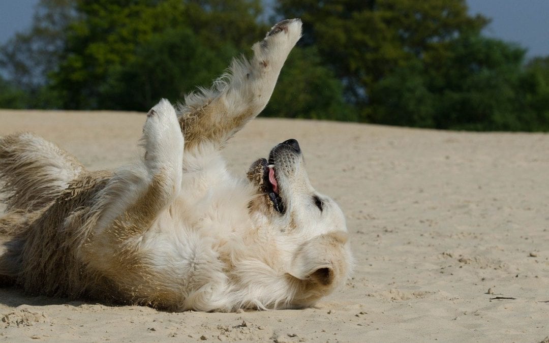 Fun (and Safe) Summertime Activities with Pets