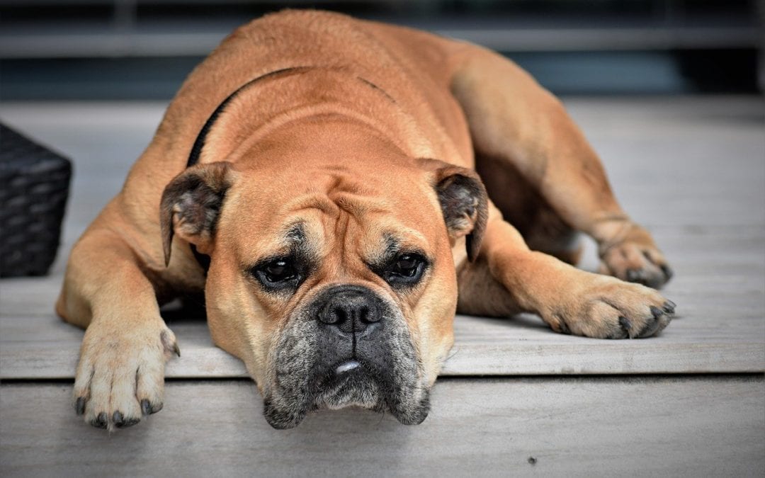 Cancer and Your Canine