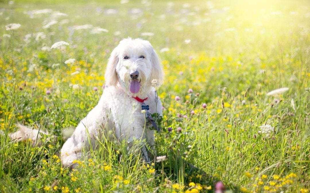 Steps to Remove Ticks Correctly From Your Pet