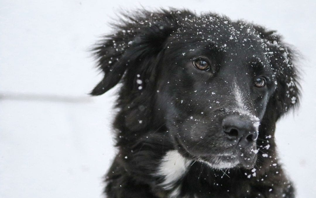 Protect Your Pet: Snow and Cold Weather Safety for Cats and Dogs