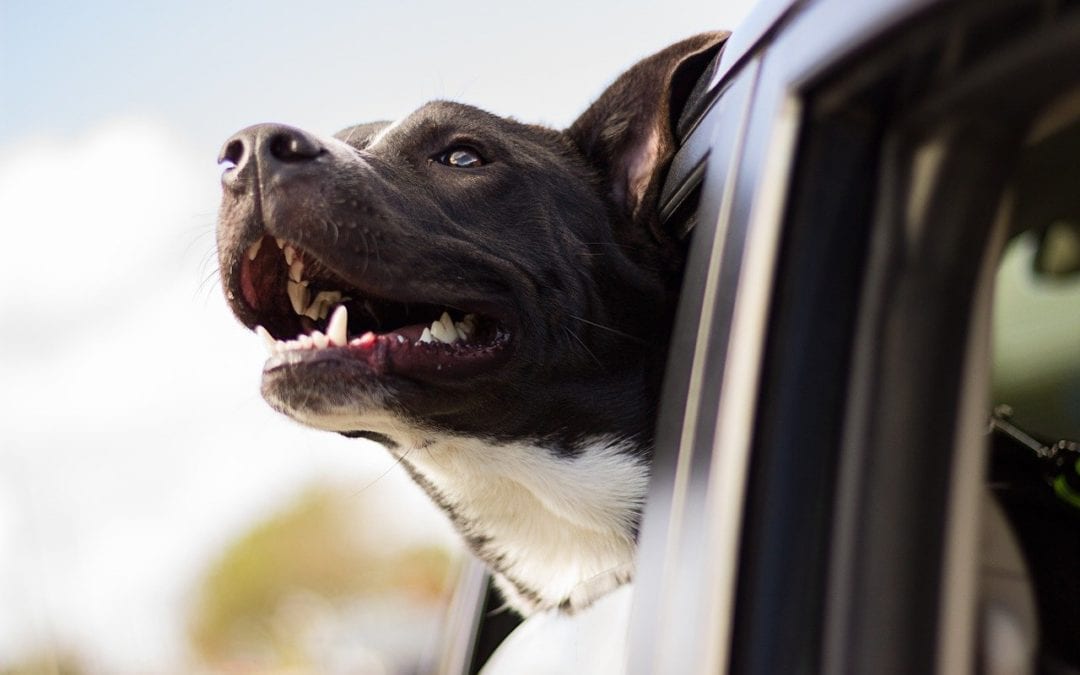 Top New Year’s Resolutions for Your Pet