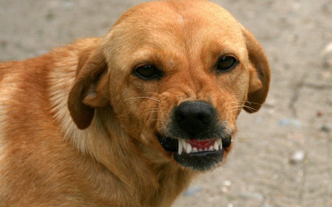 At-Home Dental Care Options for Your Furry Friend