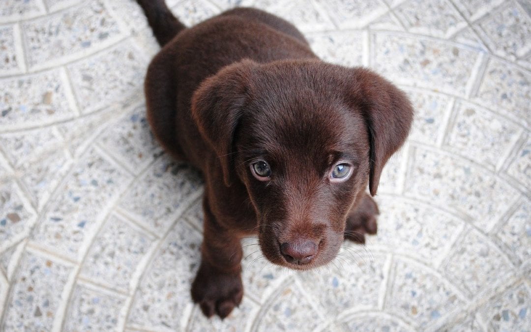 What Happens During My Pet’s Neuter Surgery?