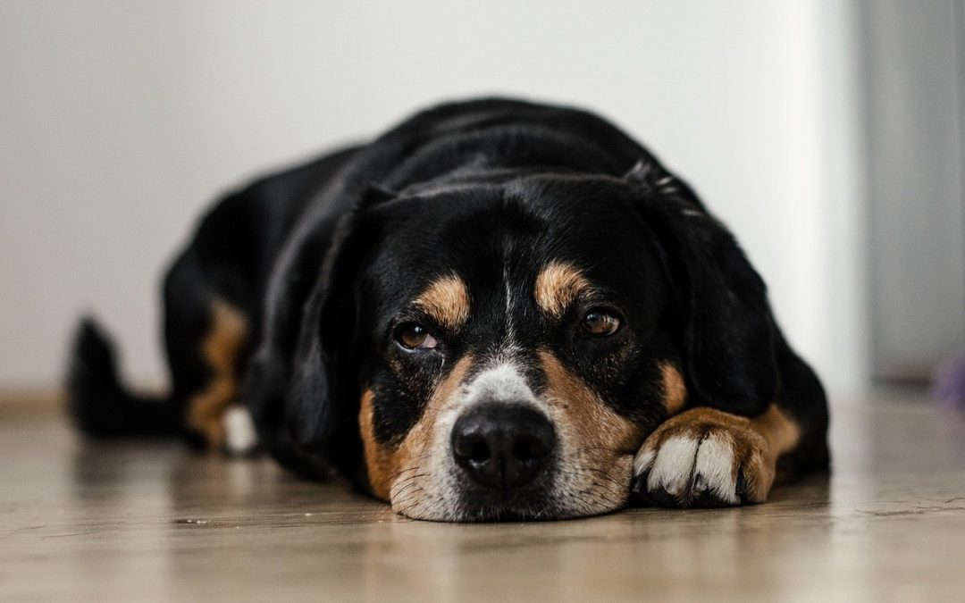 My Pet Ate a Poison. What Do I Do?