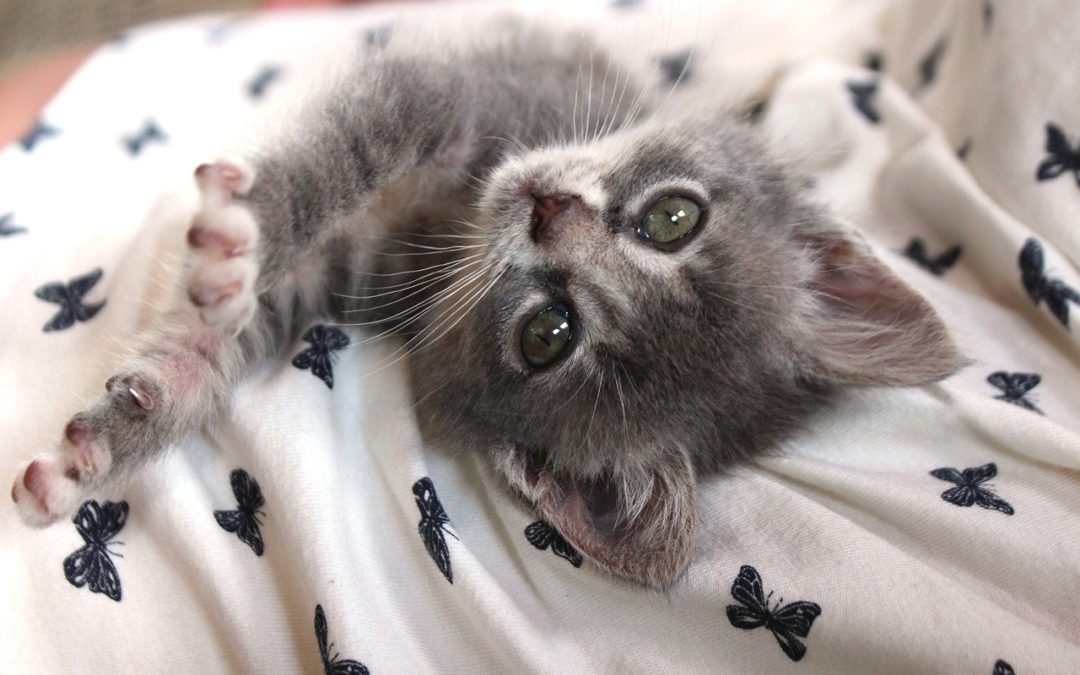 Should You Foster a Pet?