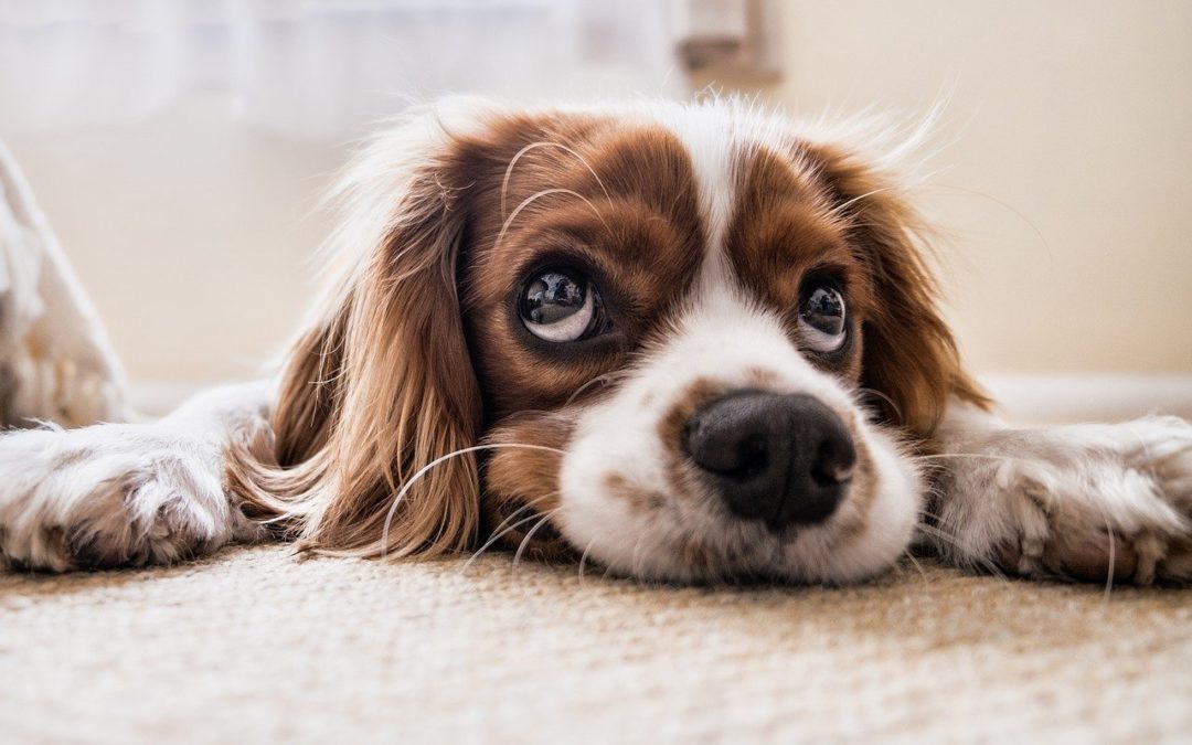 Signs Your Dog Has Anxiety
