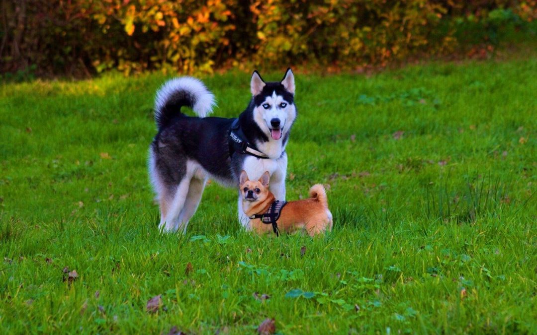 Signs of Seasonal Allergies in Pets