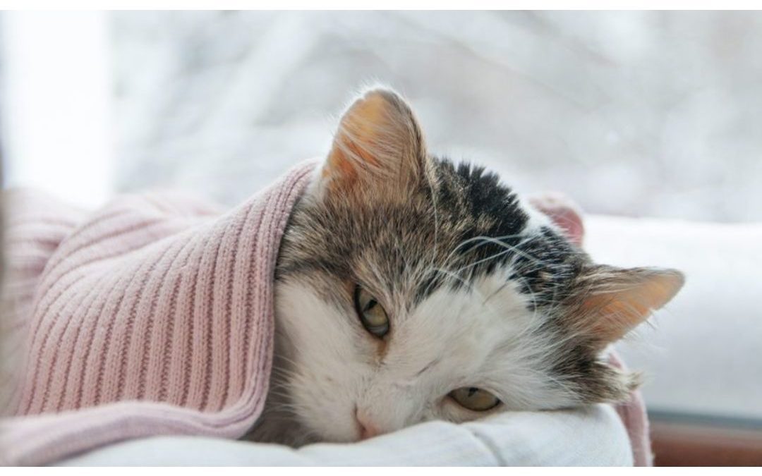 Easily Recognize Pain In Your Cat