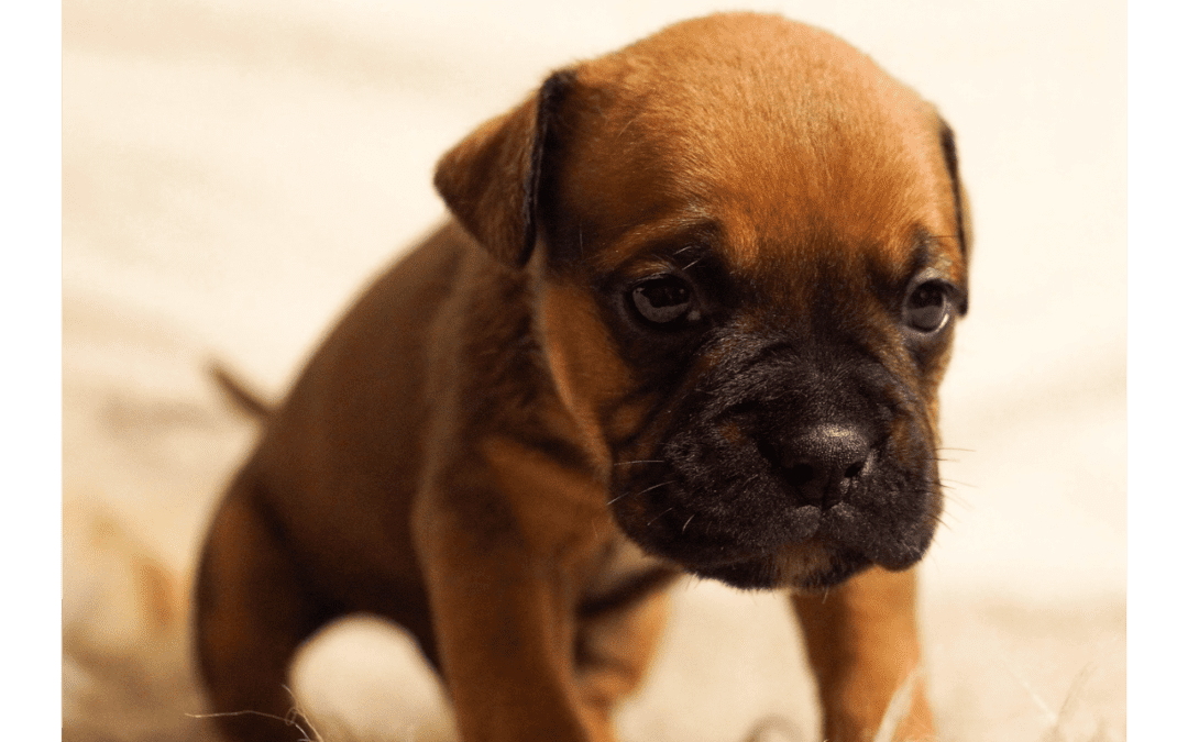 Your Pet Is in Danger from These Common Pet Toxins